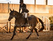 xx FZ TosTour2013- S5 3127 : Arezzo, Arezzo Equestrian Centre, Cavalli d'Italia, Toscana Tour 2013, foto di Stefano Secchi ©, xx FZ